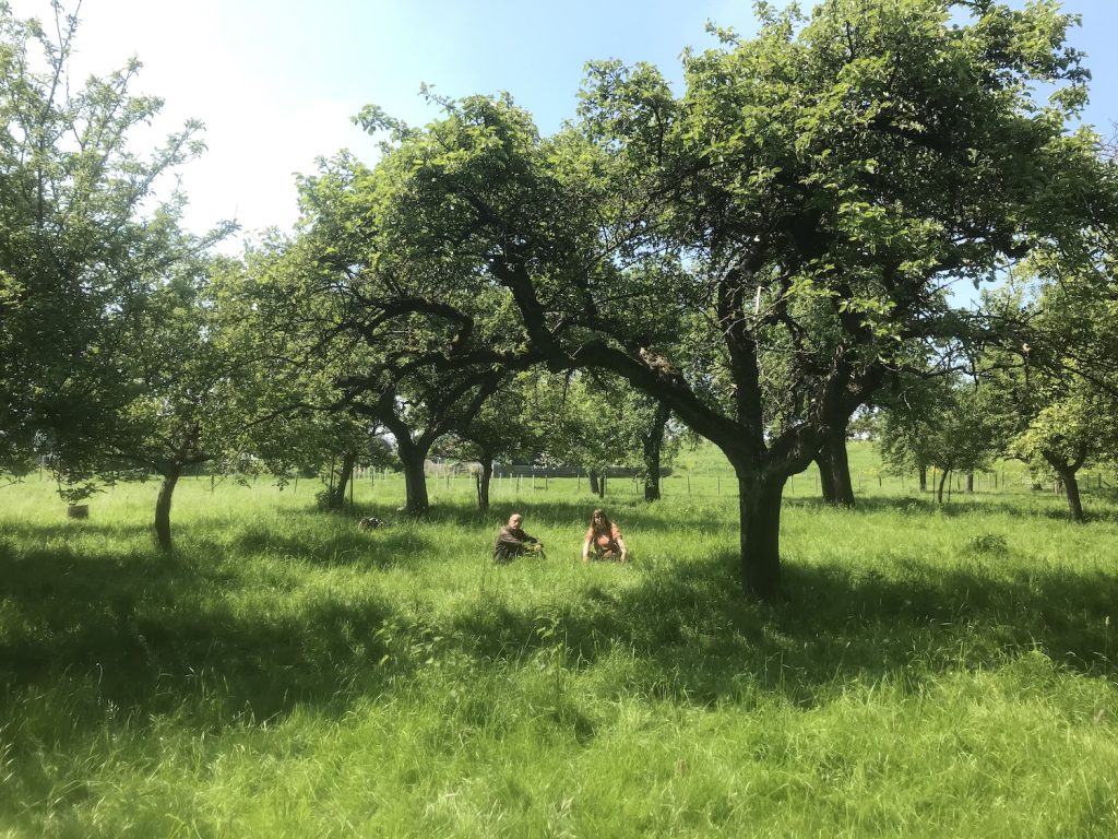 Boomgaard Ochtendblauw