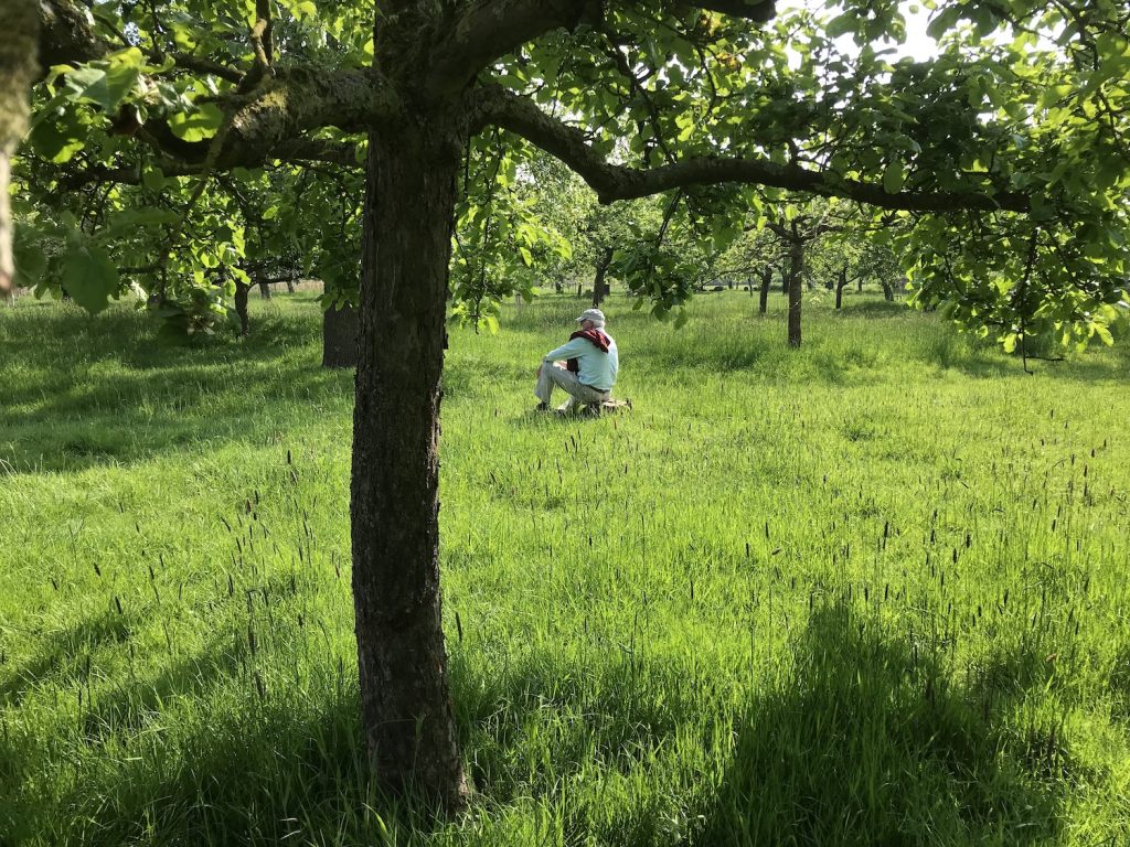 Boomgaard Ochtendblauw
