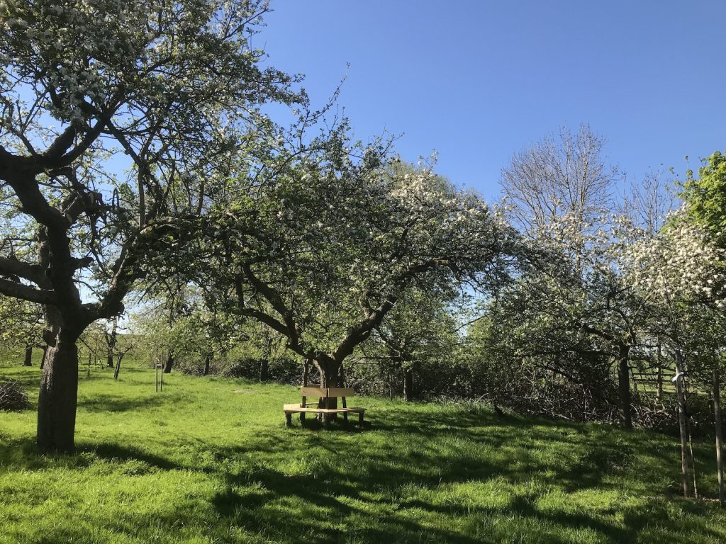 Boomgaard Ochtendblauw